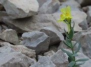 57 Grande zoom per piccola distante Linaria tonzigii (ILinaria bergamasca)